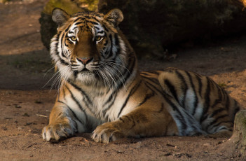 Картинка животные тигры тмгр