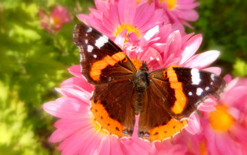 Картинка животные бабочки +мотыльки +моли макро цветы бабочка
