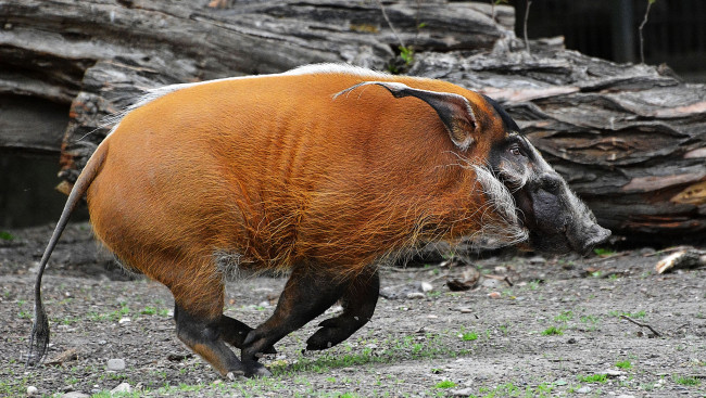 Обои картинки фото животные, свиньи,  кабаны, кабан