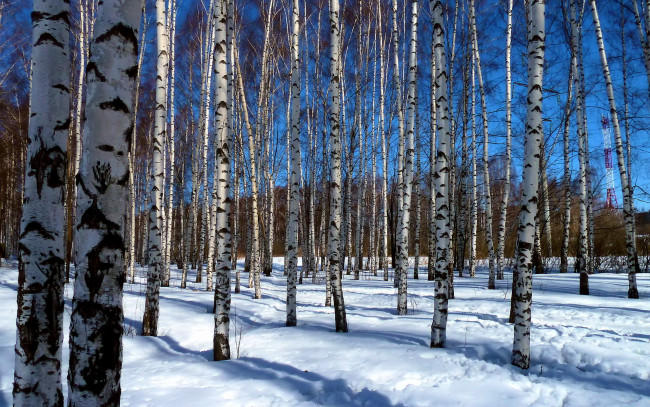 Обои картинки фото природа, лес, солнце, снег, синева, свет, тени