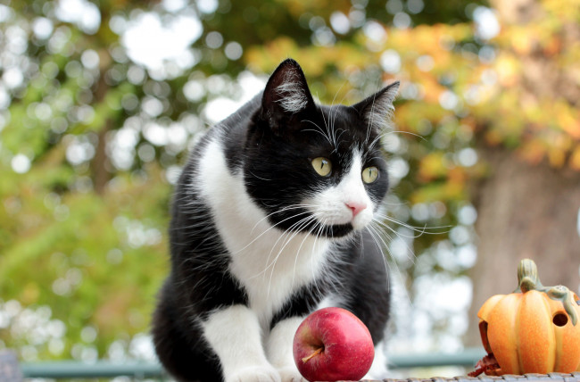 Обои картинки фото животные, коты, киса, коте, взгляд, усы, ушки, яблоко