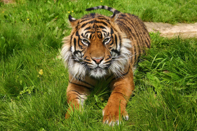 Обои картинки фото животные, тигры, тигр, морда, лапы, отдых, хищник, трава
