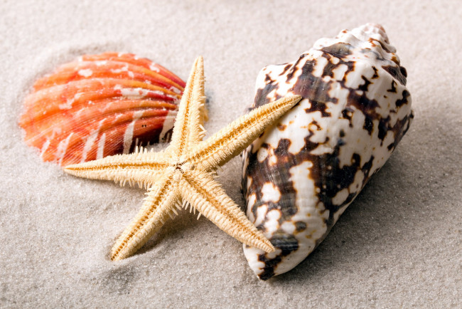 Обои картинки фото разное, ракушки,  кораллы,  декоративные и spa-камни, песок, морская, звезда, раковина