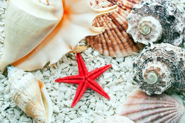 Обои картинки фото разное, ракушки,  кораллы,  декоративные и spa-камни, морская, звезда, раковины