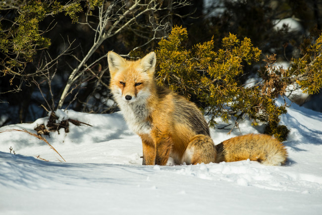 Обои картинки фото животные, лисы, лисичка