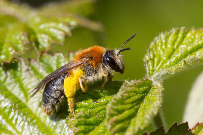 Обои картинки фото животные, пчелы,  осы,  шмели, пчела