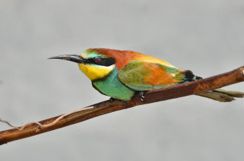 Картинка животные нектарницы птичка