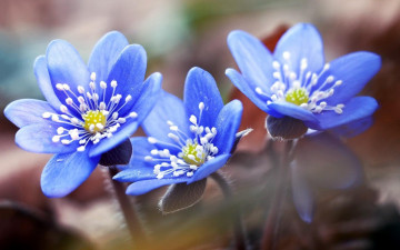 Картинка цветы анемоны +сон-трава бутоны первоцветы синие