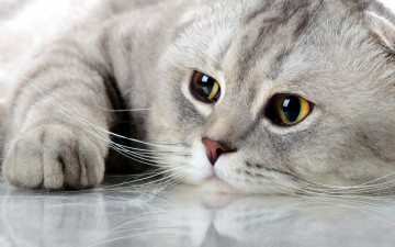 Картинка животные коты кошка кот отражение серый пол