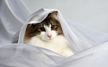 Картинка животные коты портрет тюль кошка