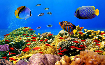 Картинка животные морская+фауна рыбы кораллы океан дно анемоны