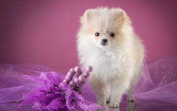 Картинка животные собаки щенок вуаль декор белый шпиц