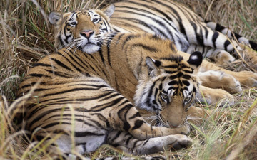 Картинка животные тигры отдых трава рыжие пара