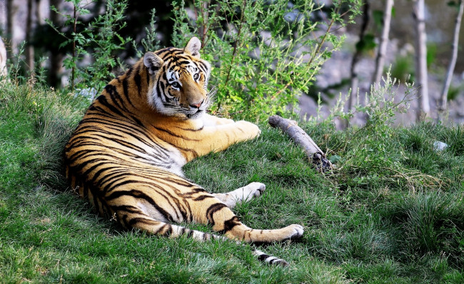 Обои картинки фото животные, тигры, рыжий, тигр, обрыв, трава, хищник