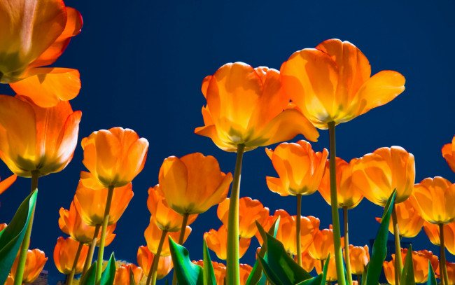 Обои картинки фото цветы, тюльпаны, поле, небо, желтые