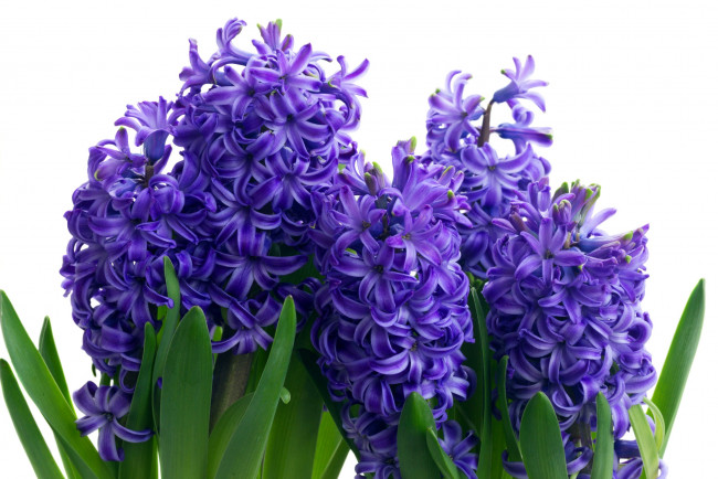 Обои картинки фото цветы, гиацинты, весенний, синий