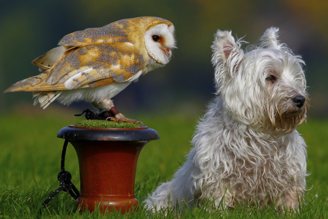 Обои картинки фото животные, разные вместе, сипуха, сова, собака, птица