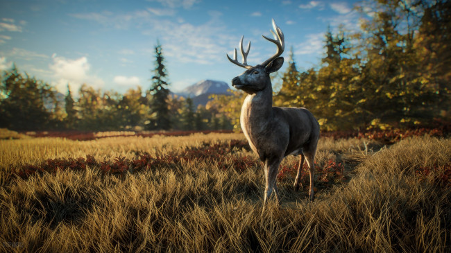 Обои картинки фото видео игры, the hunter,  call of the wild, эпизод