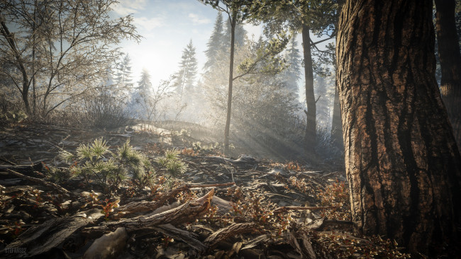 Обои картинки фото видео игры, the hunter,  call of the wild, эпизод