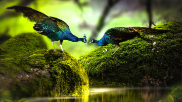 Картинка животные павлины зеленые водоросли скала