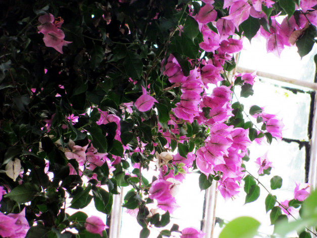 Обои картинки фото цветы, бугенвиллея, розовая, бугенвилея