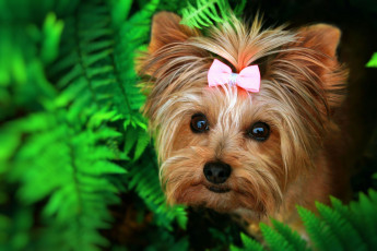 Картинка животные собаки зелень взгляд листья природа собака мордашка папоротник бантик йоркширский терьер йорк-терьер