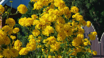 Картинка цветы рудбекия жёлтые