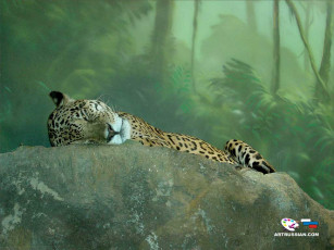 Картинка отдых на природе животные Ягуары