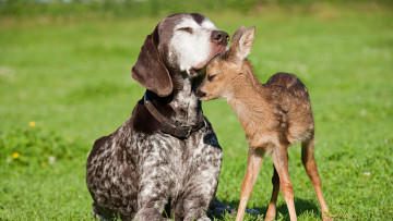 Картинка животные разные вместе друзья дружба собака оленёнок