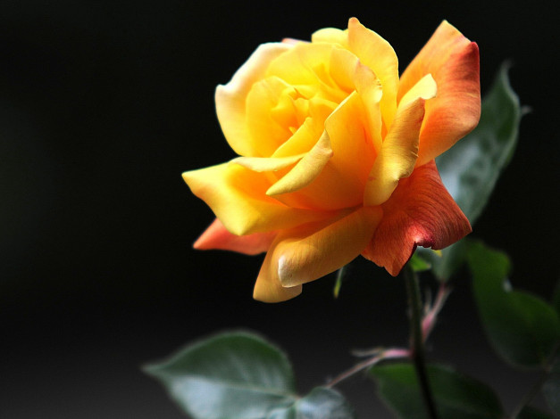 Обои картинки фото цветы, розы, роза, желтый, свечение