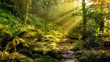 Картинка природа лес растительность деревьЯ свет луЧи тропа булыжники камни листьЯ трава тропинка