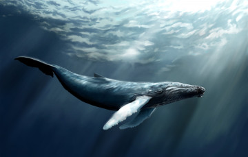 Картинка рисованные животные морская фауна кит кашалот свет море глубина