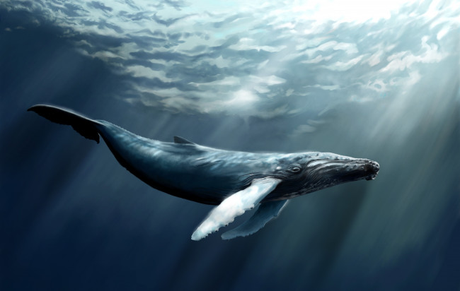 Обои картинки фото рисованные, животные, морская, фауна, кит, кашалот, свет, море, глубина