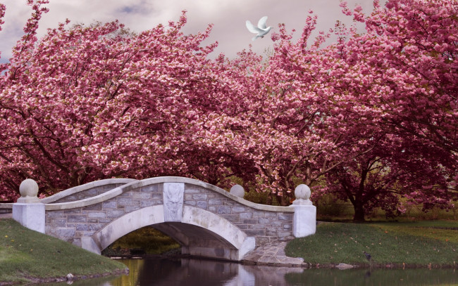Обои картинки фото природа, парк, park, spring, blossom, pink, цветение, деревья, мост, река, сад, весна