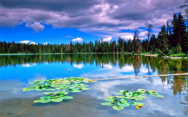 Обои картинки фото природа, реки, озера, кувшинки, озеро, облака, лес