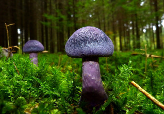 Картинка природа грибы гриб синий