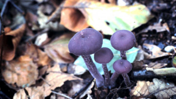 Картинка природа грибы фиолетовый