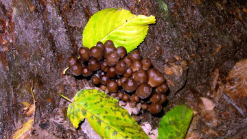 Картинка природа грибы грибная семейка листья