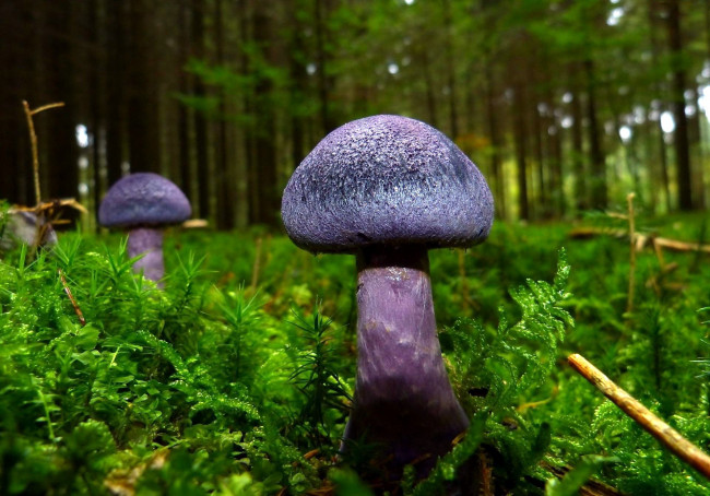Обои картинки фото природа, грибы, гриб, синий