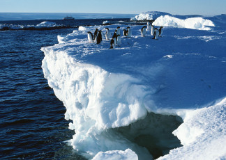 Картинка животные пингвины море лед обрыв стая снег