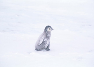 обоя животные, пингвины, пингвиненок, снег