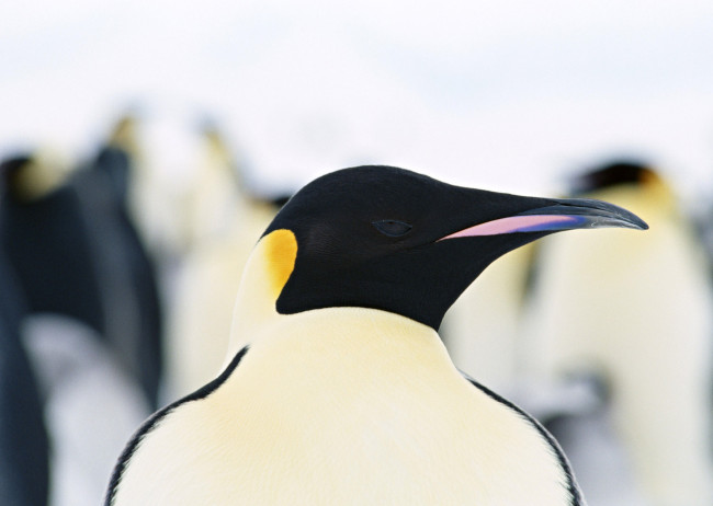 Обои картинки фото животные, пингвины, голова, пингвин