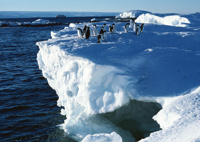 Обои картинки фото животные, пингвины, море, лед, обрыв, стая, снег