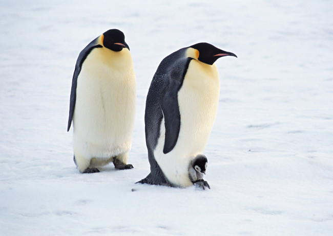 Обои картинки фото животные, пингвины, пингвиненок, пара, лед, снег