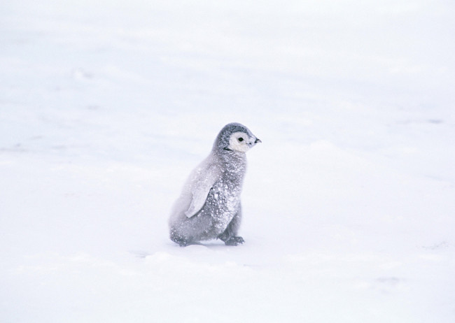 Обои картинки фото животные, пингвины, пингвиненок, снег