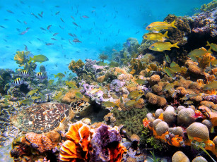 Картинка животные морская+фауна море дно черепаха рыбы кораллы актинии