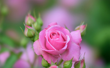 Картинка цветы розы розовая роза бутоны