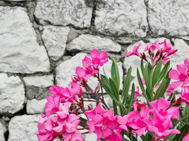 Обои картинки фото цветы, олеандры, камни, олеандр, розовый