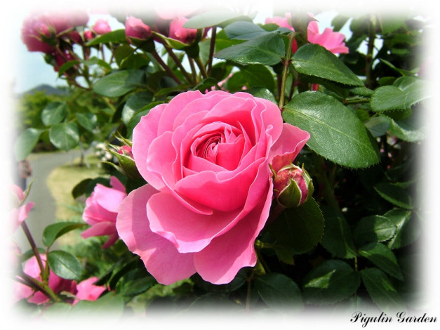 Обои картинки фото цветы, розы