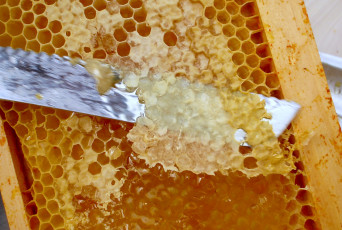 Картинка еда мёд варенье повидло джем соты